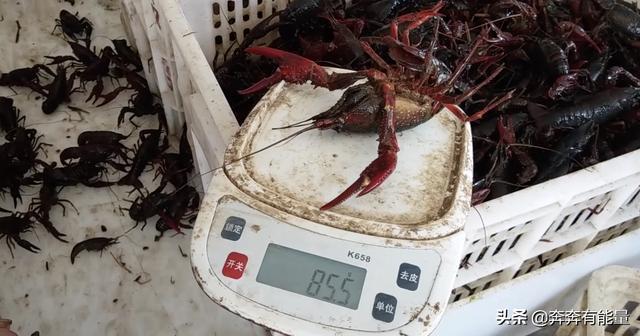 潜江小龙虾行情：中青虾最受欢迎，每斤40多，两虾能卖60多