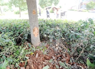 网传咸宁4名高考生被撞死 经警方证实为误传