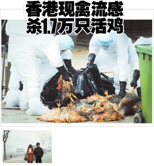 香港现禽流感杀1。7万只活鸡
