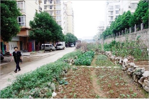 道路规划7年未动工 居民挖路基抢种蔬菜(图)_新