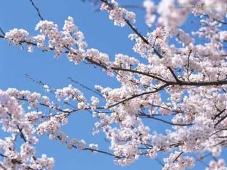 三圣乡赏梅花 成都开春赏花攻略_旅游频道_游