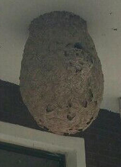 小区居民家中巨型蜂窝扰民 求助相关部门处理