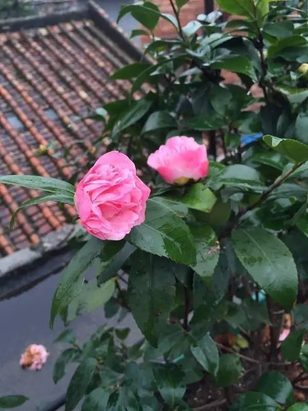 90后美女爆改60平米出租屋 房子是租来的但生活不是!