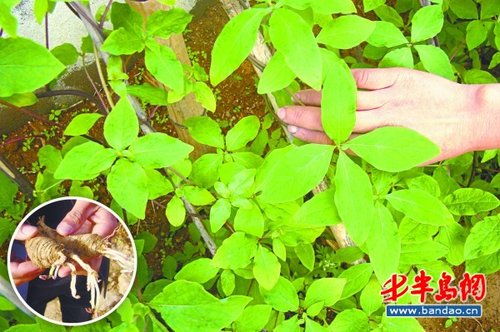 崂山四叶参:我要出深闺_大楚网_腾讯网