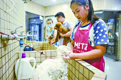 花百元理发送寄养吹空调 高温催热宠物消费