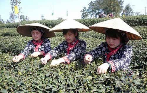 青山绿水茶香飘 郊游采茶新体验_旅游频道_旅