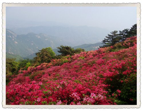 待到山花烂漫时 麻城杜鹃花海寻春之旅_大楚网_腾讯网