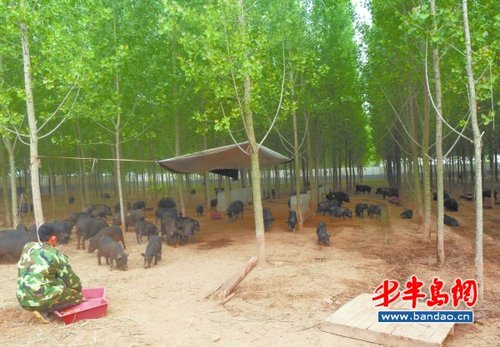 果树底下养猪养出生态园