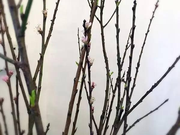 90后美女爆改60平米出租屋 房子是租来的但生活不是!