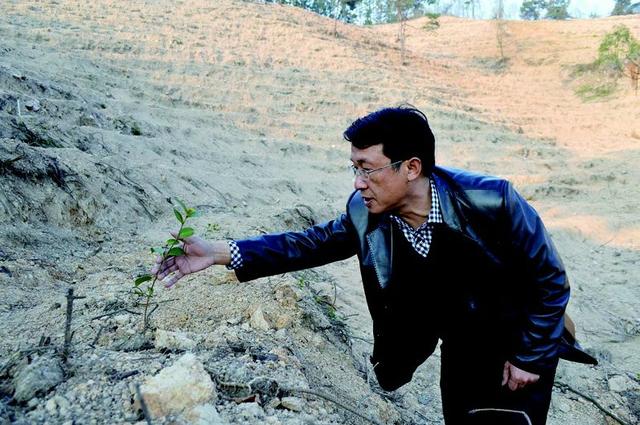 鄂城区第一书记 推广油茶欲将千亩荒山变茶山