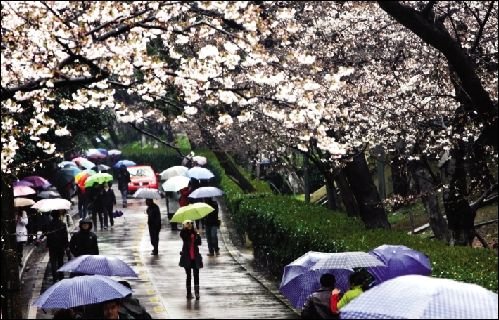 武大樱花门票今起开售 300学生免费为游客导游