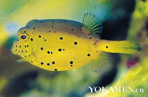 只为吸引眼球 生而不凡的怪诞概念车