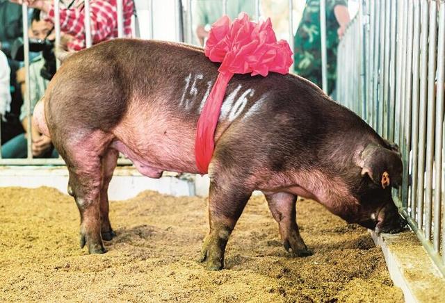 禾丰股份对外担保余额达2265亿元