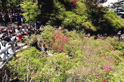五一武汉看花海 杜鹃花漫山遍野格桑花争奇斗艳