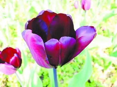 武汉植物园尖板眼郁金香开放 形似鹦鹉