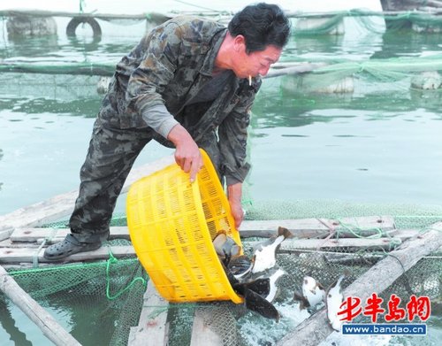 万余大菱鲆开发区度夏