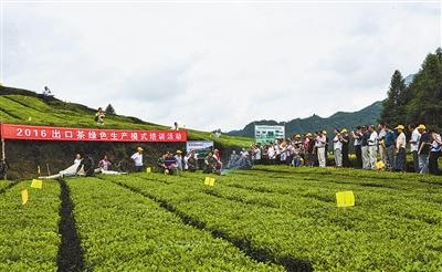 全省出口茶绿色生产模式培训活动在利川举行
