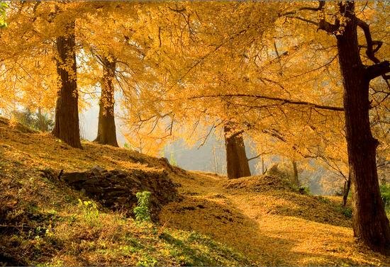 武汉周边自驾游(武汉周边秋游景点) - 武汉万国