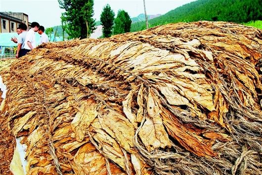 丹江口首批均州名晒烟上架 已晒好23万斤(图)