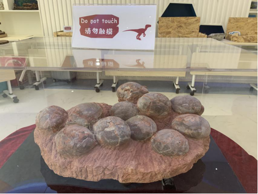 化石博物馆走进武汉瑞景小学