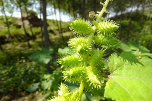 路邊“秋葵”毒倒一家四口 這些野菜有毒吃了會要命