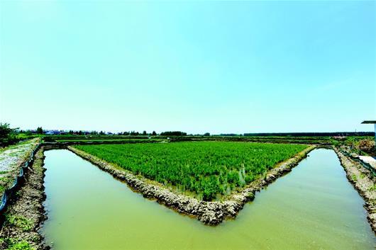 潜江升级虾稻共作种养模式 推出绿色虾乡稻
