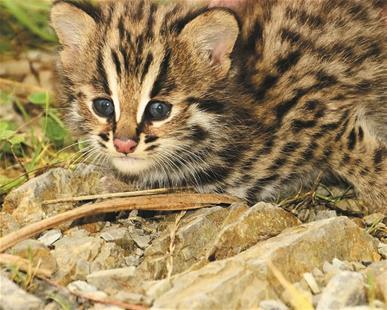 珍稀动物豹猫现身后河国家级自然保护区_疯狂猜歌五个字母歌手