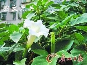 路邊“秋葵”毒倒一家四口 這些野菜有毒吃了會要命