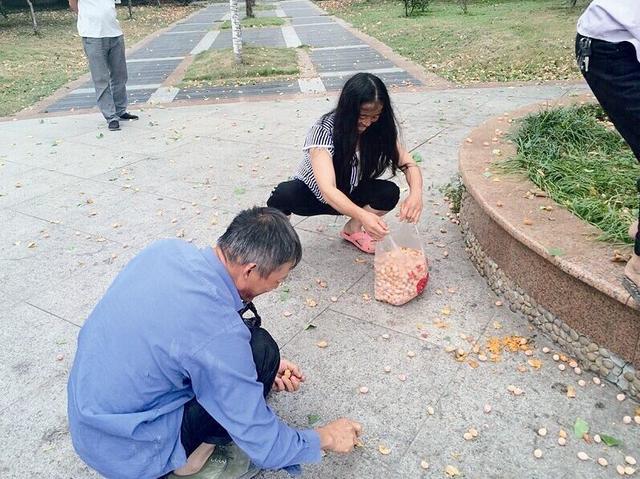 银杏树被人攀爬使劲摇 园林部门提醒吃多会中