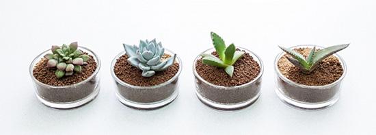 家里拿植物来当修饰 为什么多肉植物养不活?