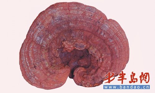 "灵芝"采回家一称20斤专家鉴定:它名叫树舌; 男子发现巨大"灵芝" 专家