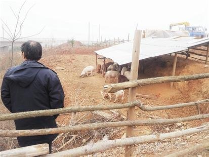 投资70万仅养100头猪 定制健康猪40元一斤