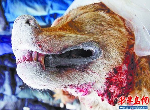 它是从外地流窜来的野狼