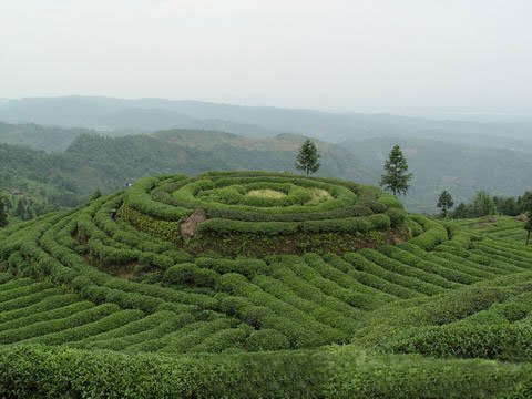 青山绿水茶香飘 郊游采茶新体验_旅游频道_旅