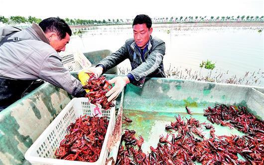 湖北潜江小龙虾开捕 58元一斤比去年最高价高