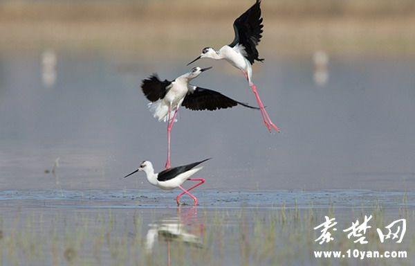 数千只黑翅长脚鷸飞临十堰郧西县天河湿地