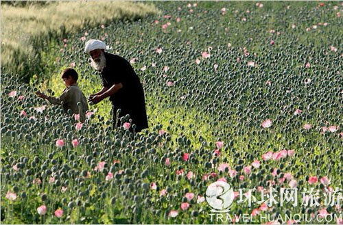 实拍阿富汗最大罂粟种植地_旅游频道_旅游新