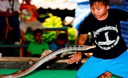 泰国眼镜蛇村 人与蛇和谐相处之地-泰国,眼镜蛇