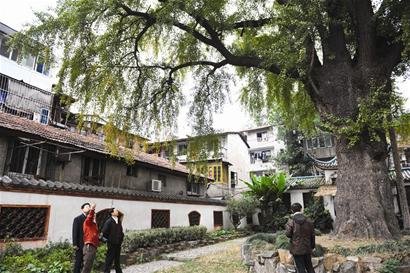 武汉拯救古树名木 古树周边建筑密度将被限制