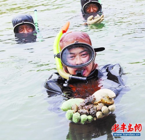 市场为啥难见活海参?都夏眠了!