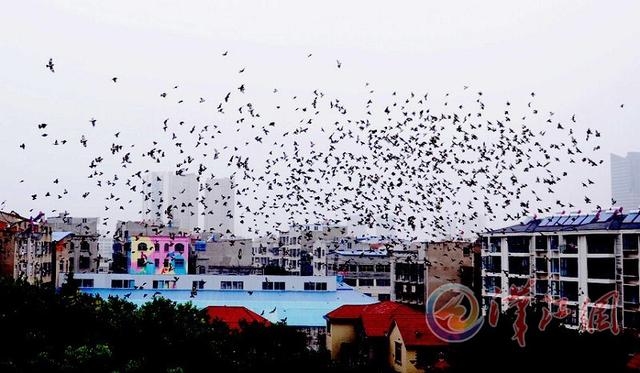 万只小鸟栖息襄州区审计局院落 引来众人围观