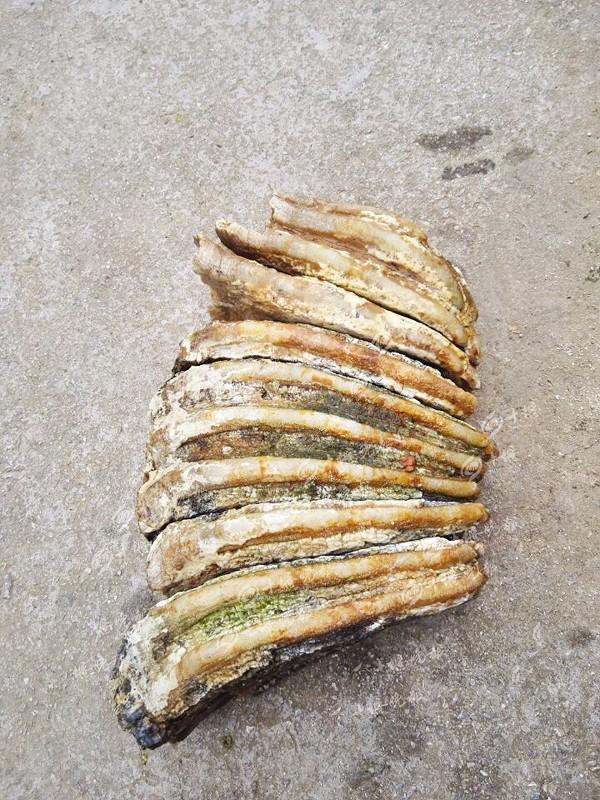 十堰丹江口发现1200万年前乳齿象臼齿化石(图