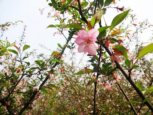 耀眼的红--梁子湖红枫观赏节
