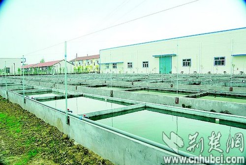 湖北小龙虾虾苗缺口百亿尾 莱克集团人工繁育