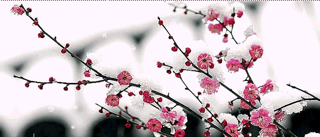 自古傲雪寒梅,在万物凋零的冬季,梅花依然盛开.
