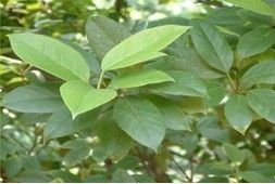 走进武则天走进黔东南 香妃三宝传奇