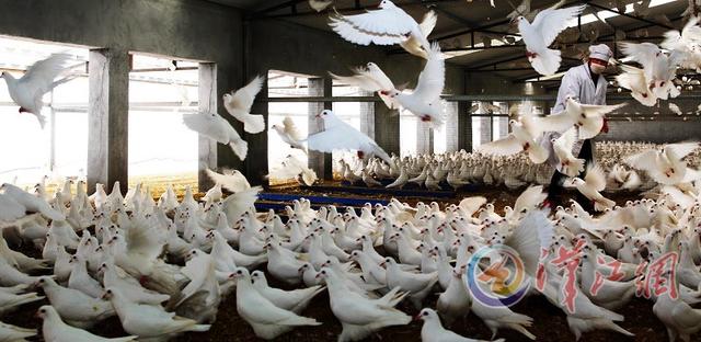 枣阳建鄂西北最大肉鸽养殖地带动周边农户就业