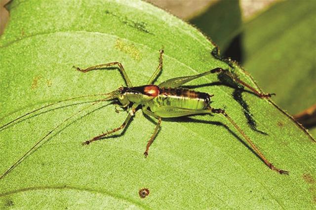大老岭发现昆虫新物种 被命名为三突异饰尾螽