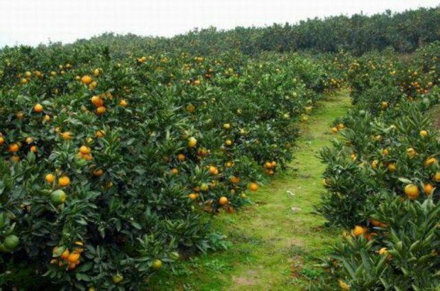 武汉一村民4万斤柑橘滞销 快要烂在果园里了