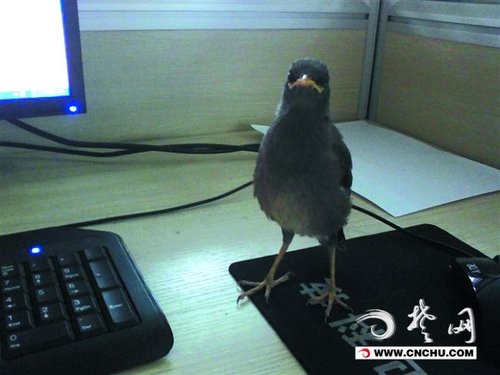 荆州聪明八哥会洗澡梳头 能辨别主人叫声